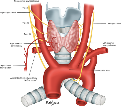 Surgical Anatomy and Monitoring of the Recurrent Laryngeal Nerve