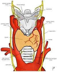 recurrent laryngeal nerve landmarks during thyroidectomy