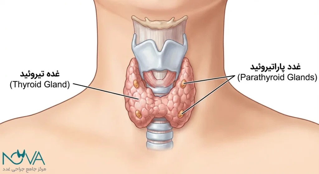 تیروئید یا پاراتیروئید