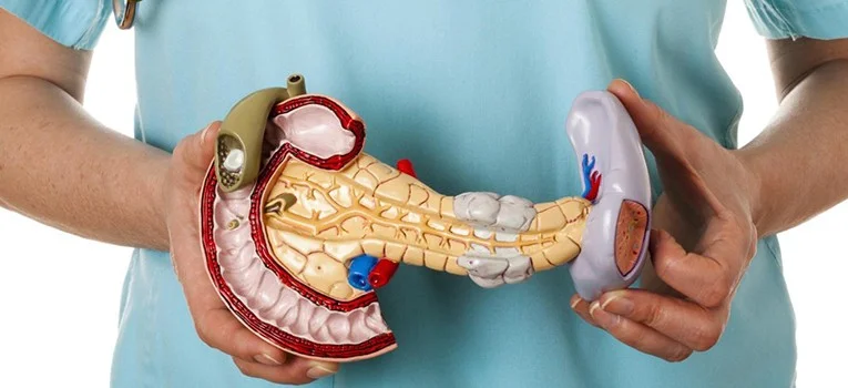 در این تصویر شکل کلی از پانکراس را مشاده می‌کنید.