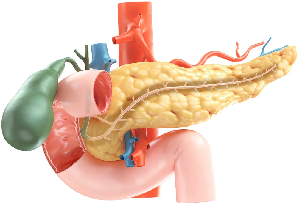 در این تصویر پانکراس را با جزئیات بیشتر می‌بینید.
