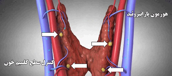 تنظیم کلسیم خون توسط غدد پاراتیروئید
